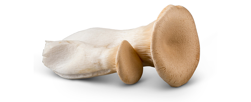Retail Resources King Oyster Mushrooms