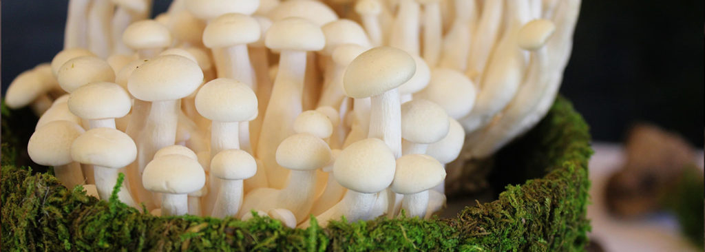 History And Lore Of Mushrooms | Interesting Mushroom Facts