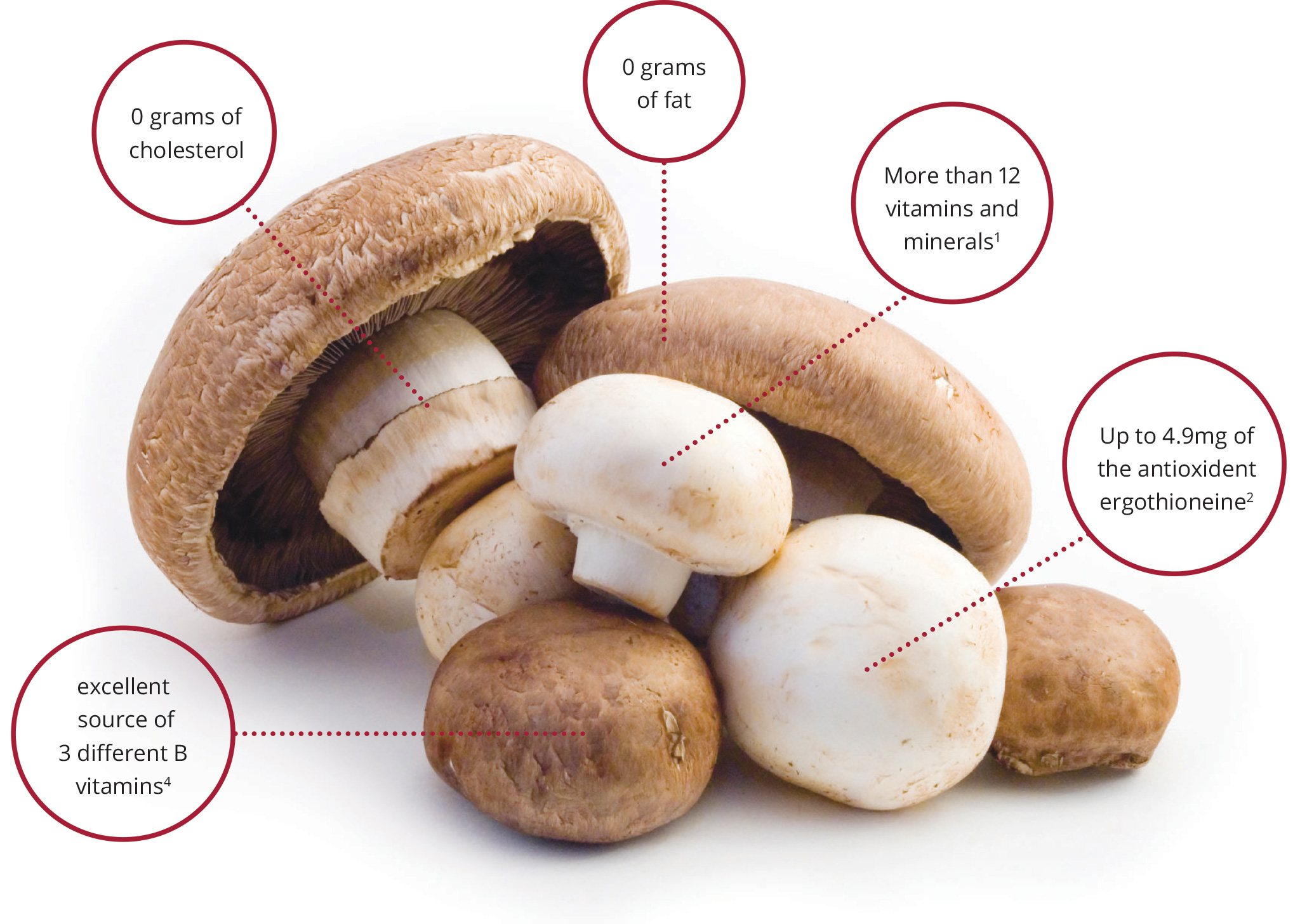 Mushroom Nutrition Facts And Health Benefits 53 OFF